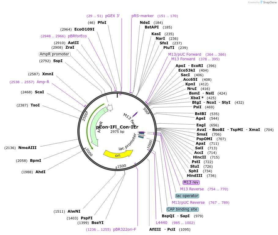 192210-plasmid-map-sequence-id-381901