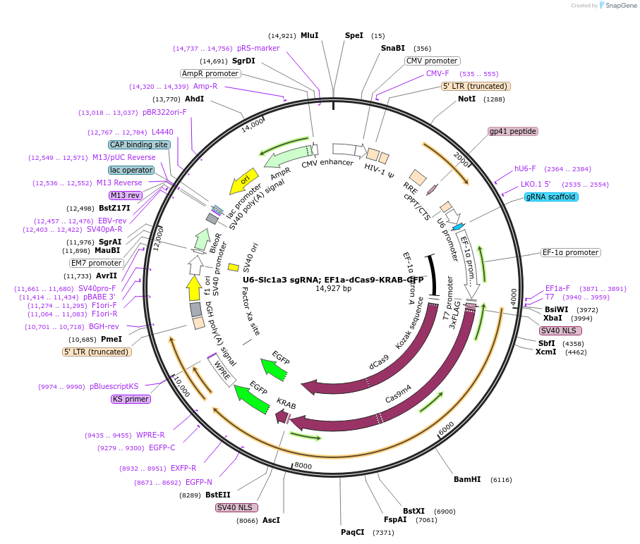 194283-plasmid-map-sequence-id-381909