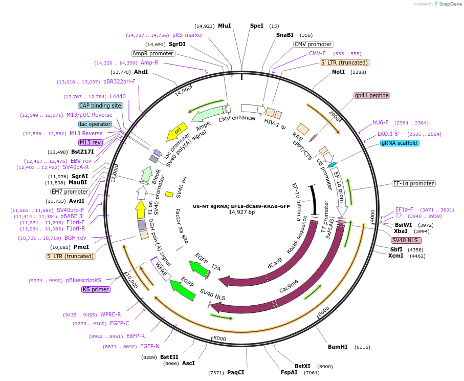 194284-plasmid-map-sequence-id-381910