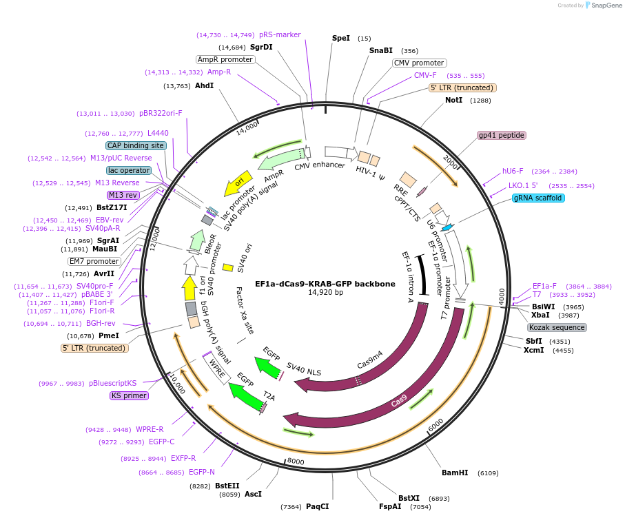 194281-plasmid-map-sequence-id-381912