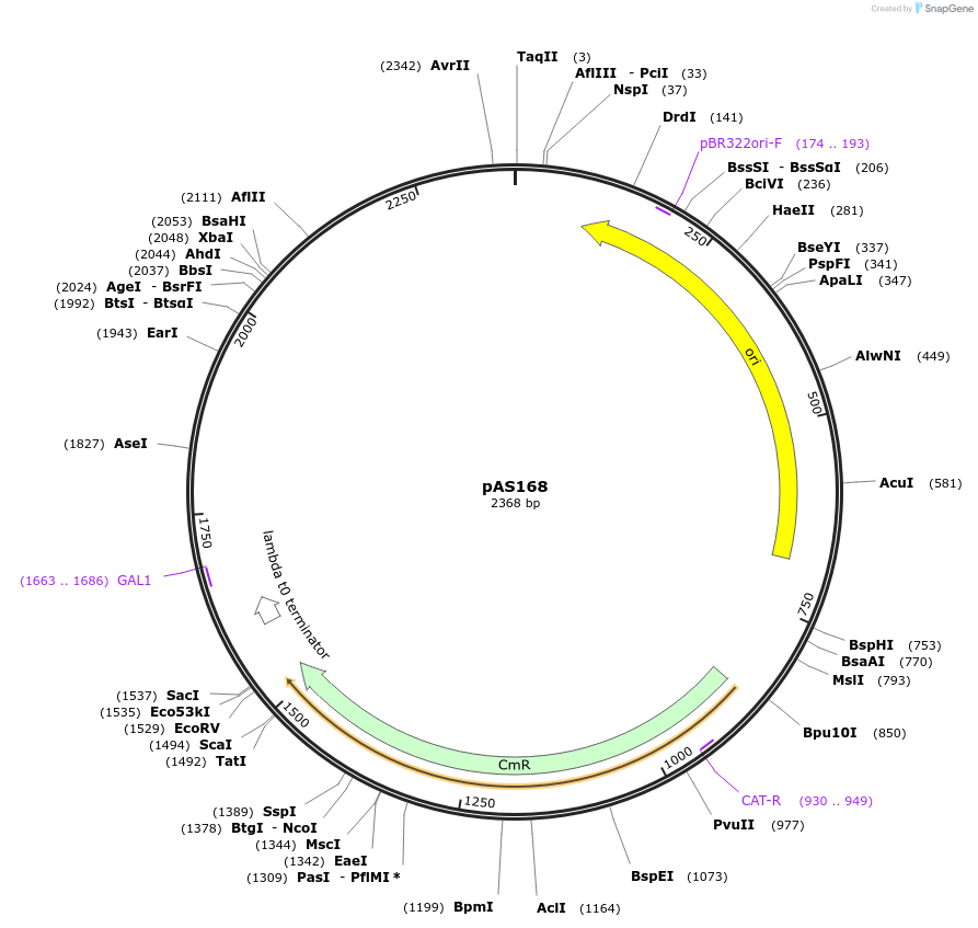 194491-plasmid-map-sequence-id-381915