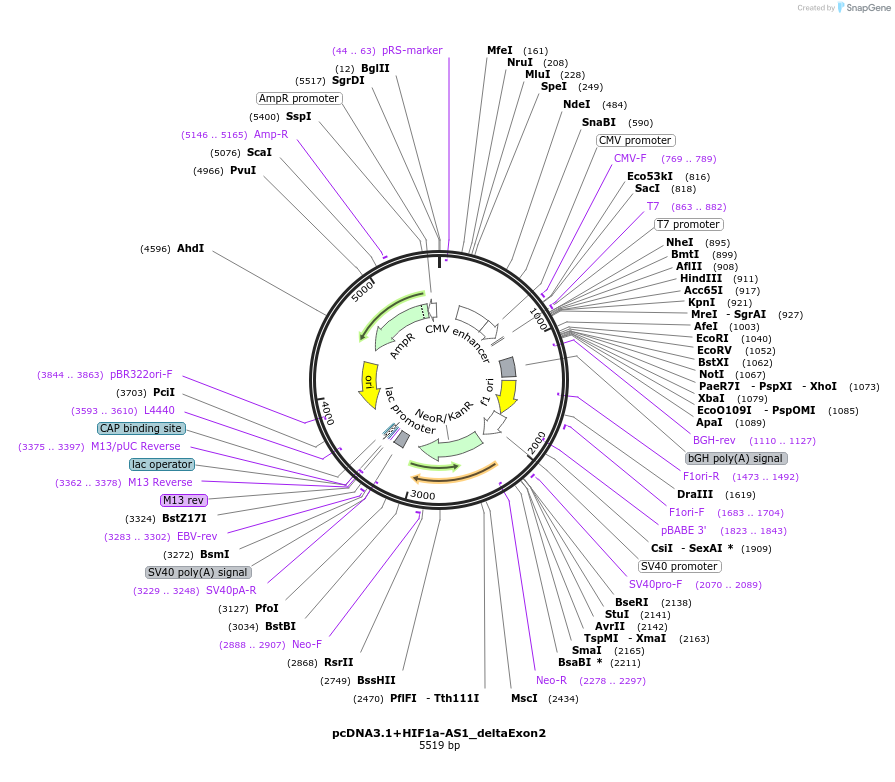 381919_map