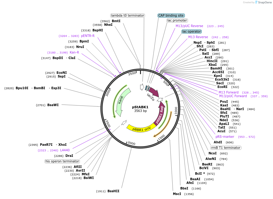 193729-plasmid-map-sequence-id-381921