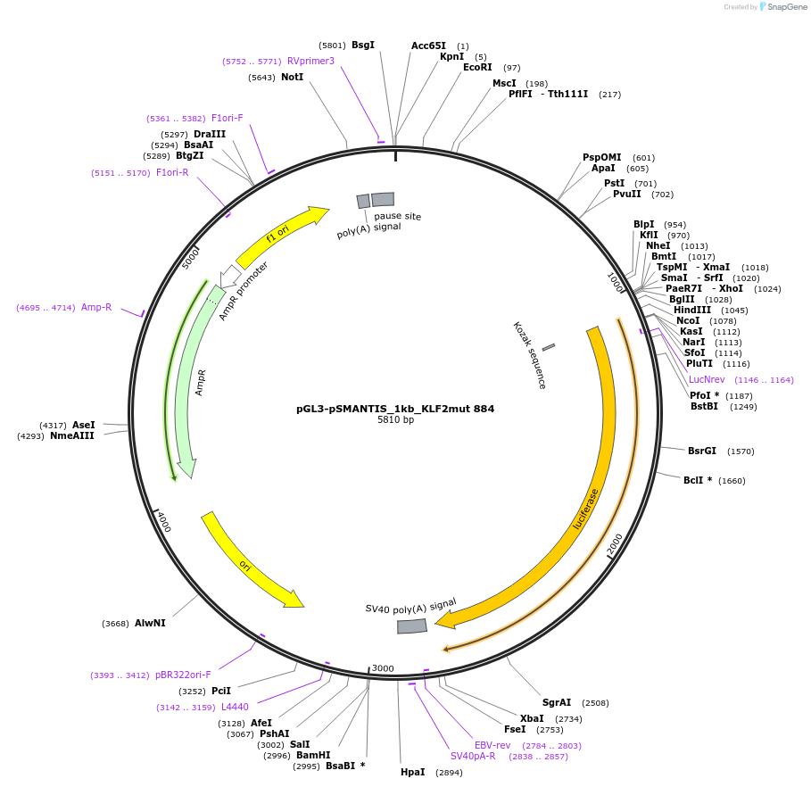 194196-plasmid-map-sequence-id-381925