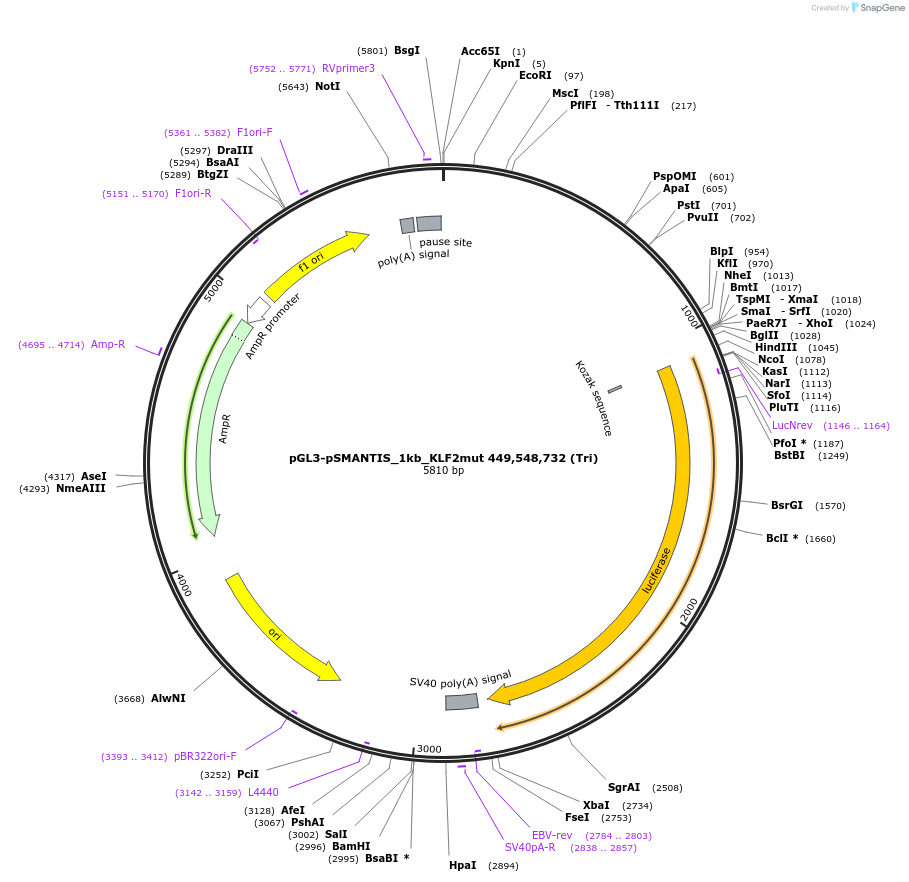 194192-plasmid-map-sequence-id-381933