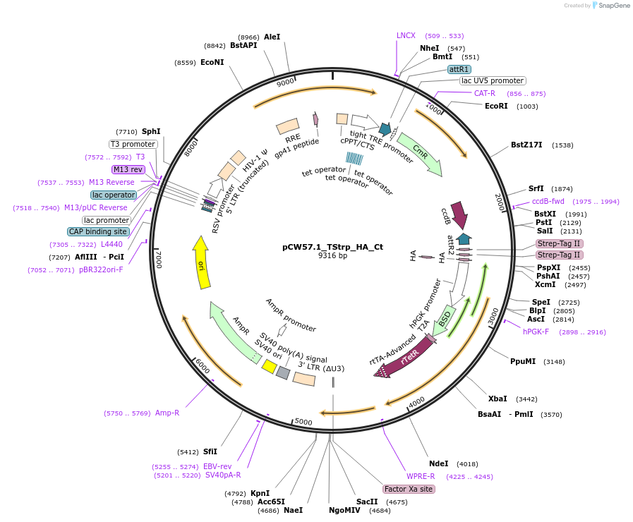 194066-plasmid-map-sequence-id-381940