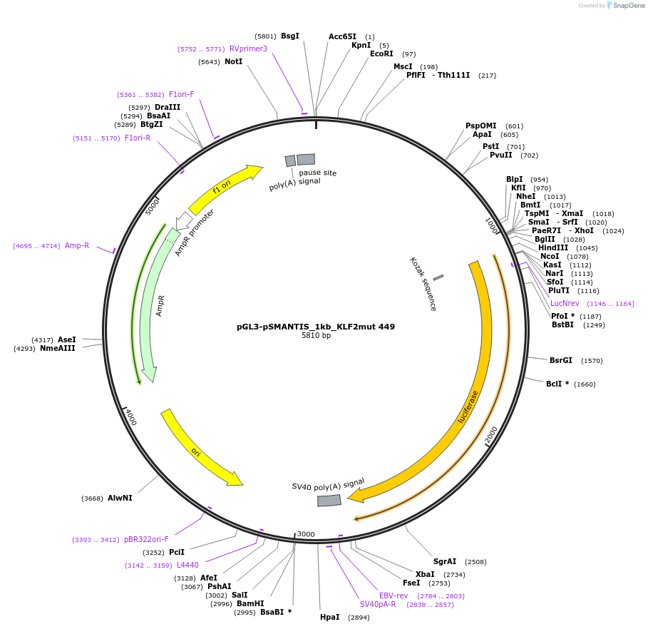 194197-plasmid-map-sequence-id-381946
