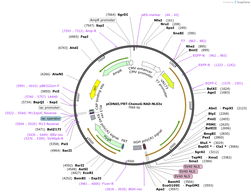 193822-plasmid-map-sequence-id-381949