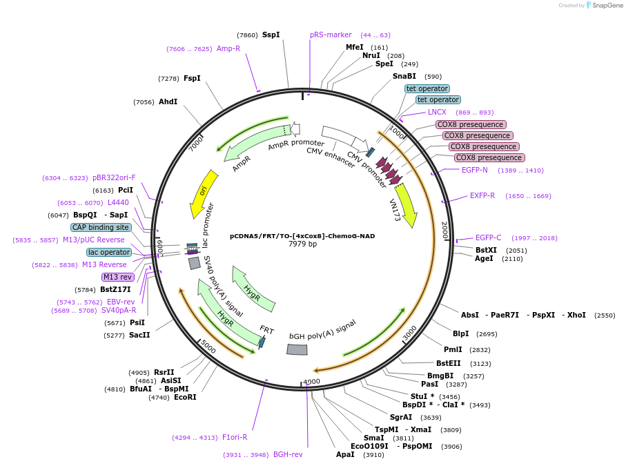 193823-plasmid-map-sequence-id-381950