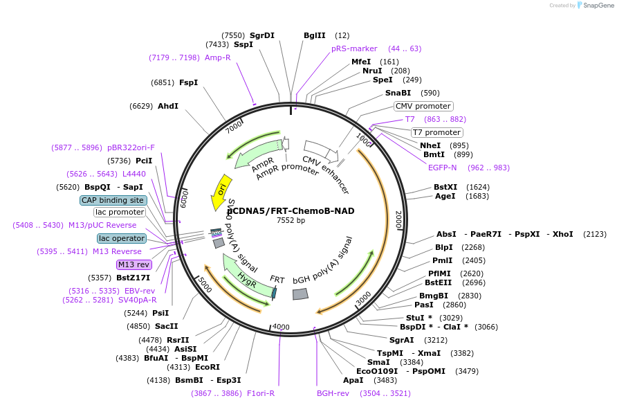 193824-plasmid-map-sequence-id-381951