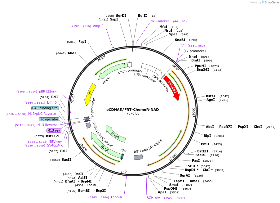 193825-plasmid-map-sequence-id-381952