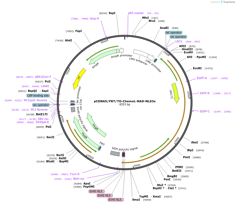 193828-plasmid-map-sequence-id-381955