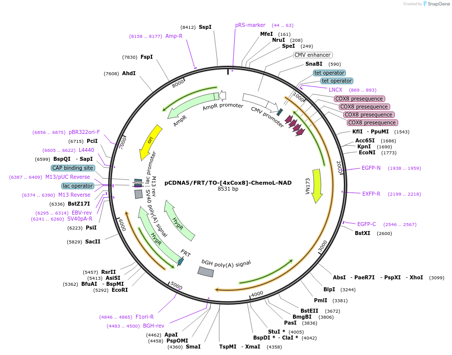 193829-plasmid-map-sequence-id-381956