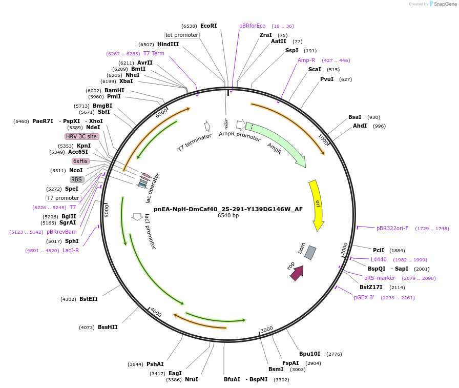 148736-plasmid-map-sequence-id-381964