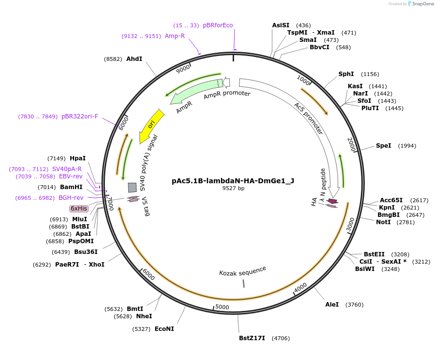 146688-plasmid-map-sequence-id-381965