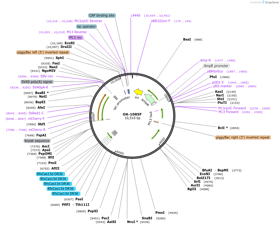 191375-plasmid-map-sequence-id-381989