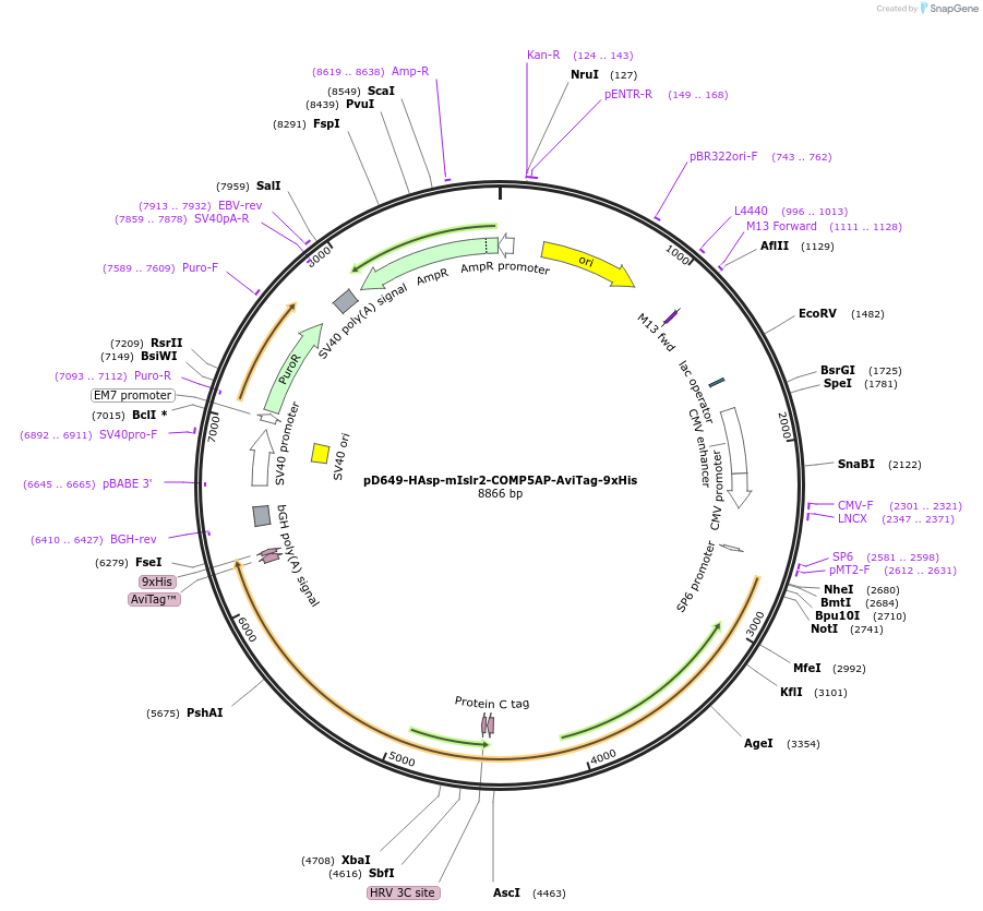 157627-plasmid-map-sequence-id-382006