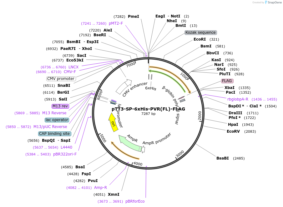 157622-plasmid-map-sequence-id-382007