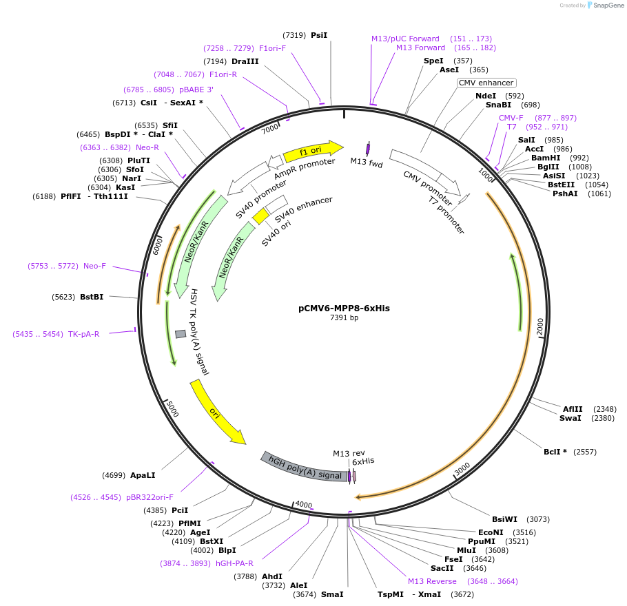 194177-plasmid-map-sequence-id-382012