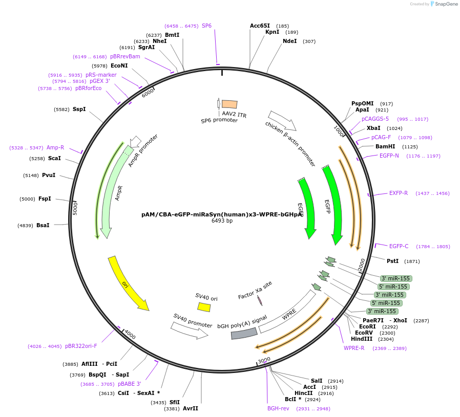 194247-plasmid-map-sequence-id-382093