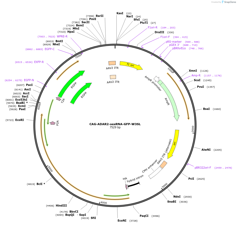 192069-plasmid-map-sequence-id-382107