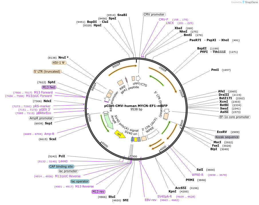 193708-plasmid-map-sequence-id-382113