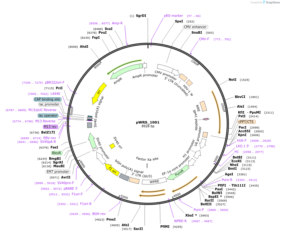 192205-plasmid-map-sequence-id-382114