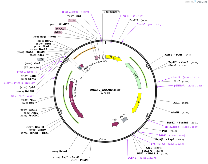 184496-plasmid-map-sequence-id-382116