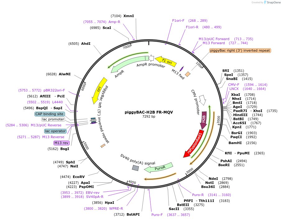 194079-plasmid-map-sequence-id-382119