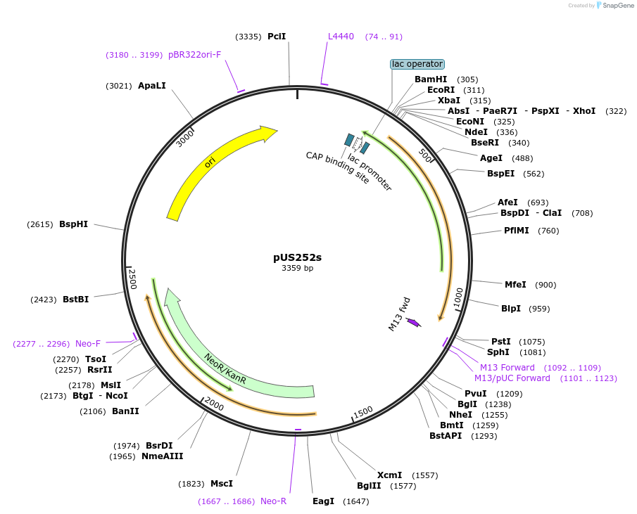191833-plasmid-map-sequence-id-382124