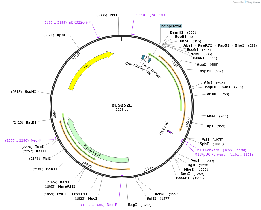 191832-plasmid-map-sequence-id-382125