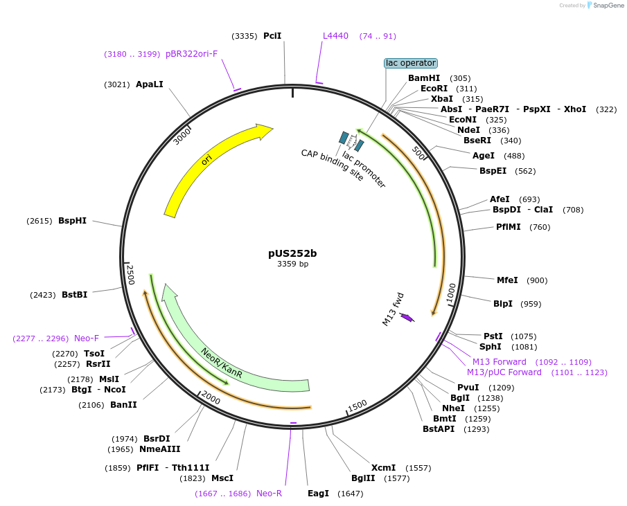 191831-plasmid-map-sequence-id-382128