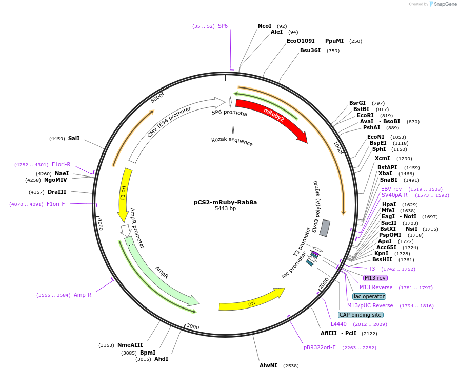 194337-plasmid-map-sequence-id-382134