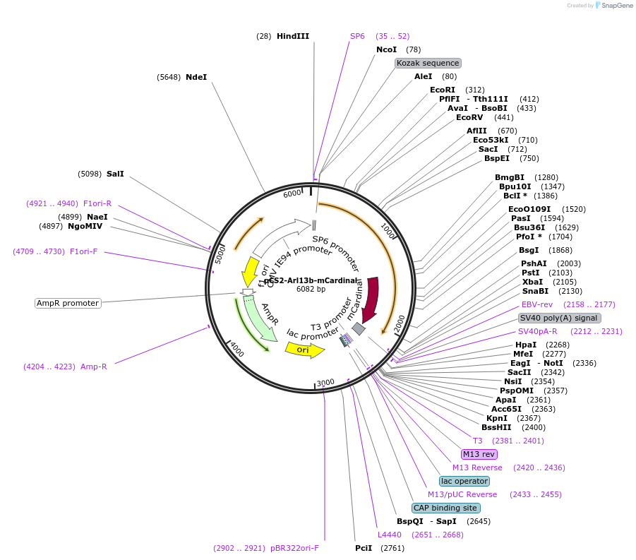 194542-plasmid-map-sequence-id-382135