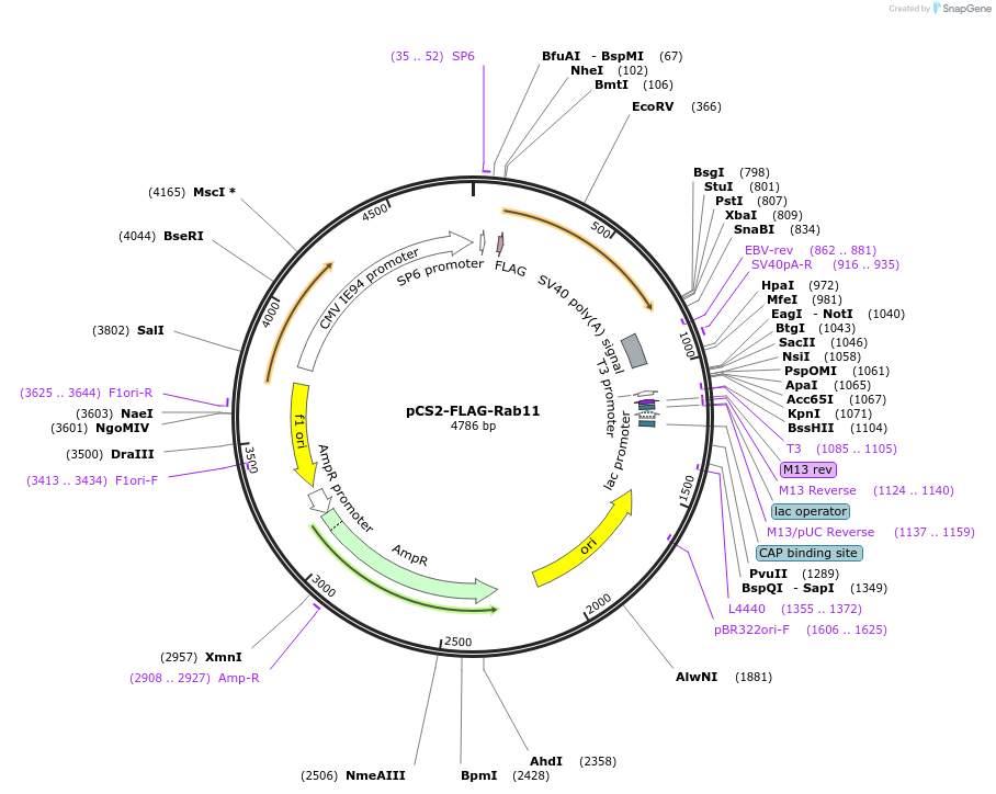 194336-plasmid-map-sequence-id-382138
