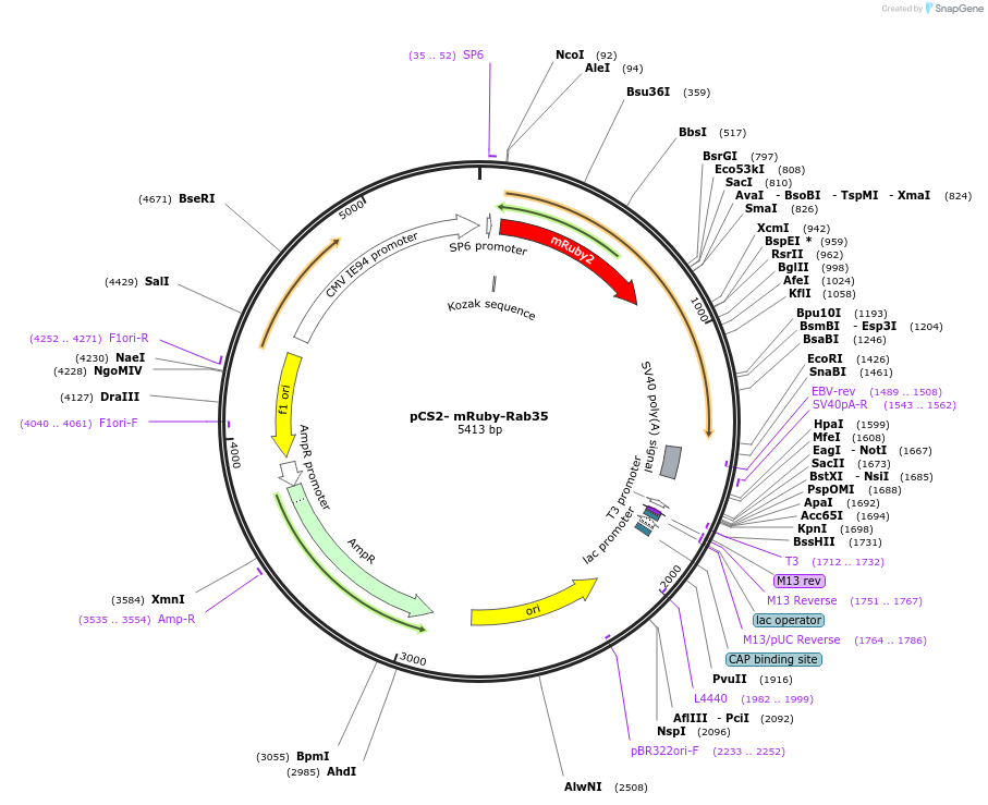 194338-plasmid-map-sequence-id-382139