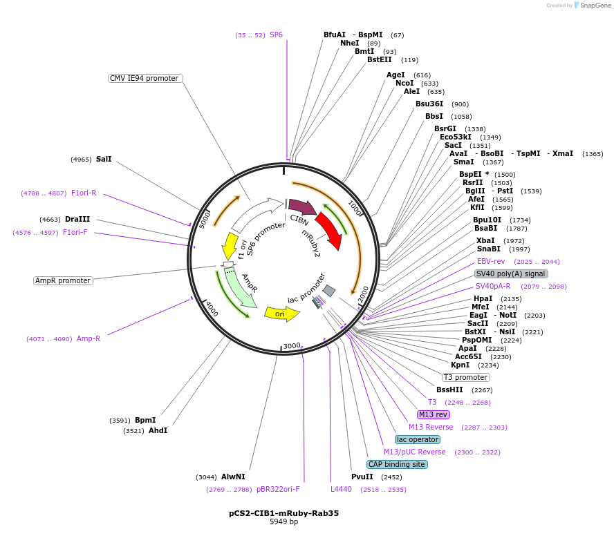 194334-plasmid-map-sequence-id-382140