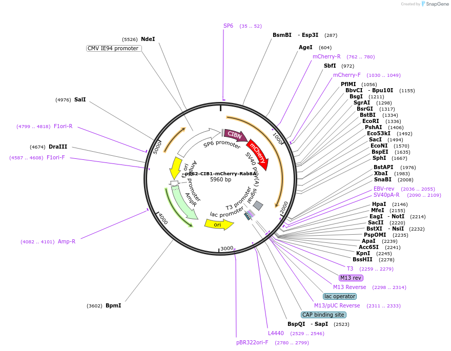 194333-plasmid-map-sequence-id-382141