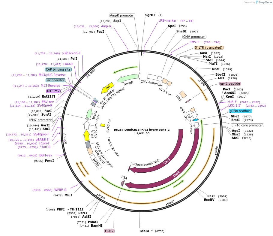 193978-plasmid-map-sequence-id-382143