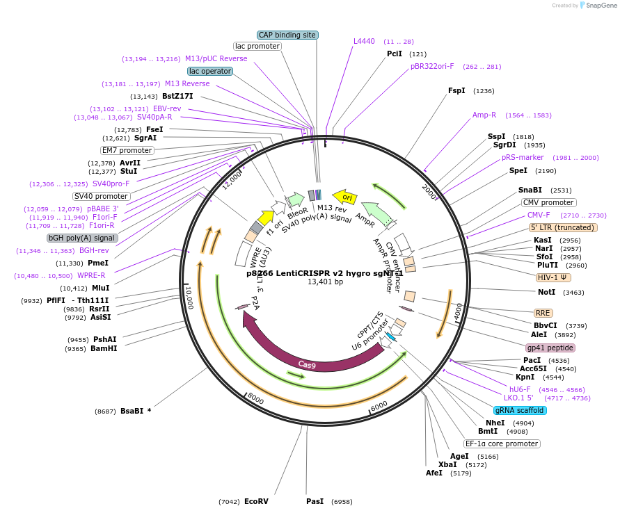 193977-plasmid-map-sequence-id-382145