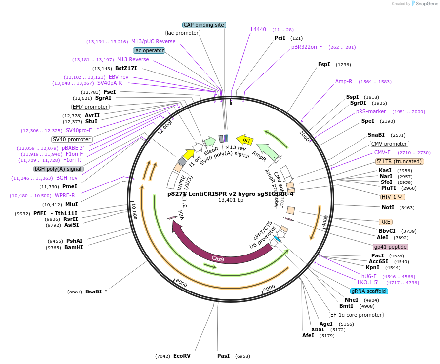 193980-plasmid-map-sequence-id-382146