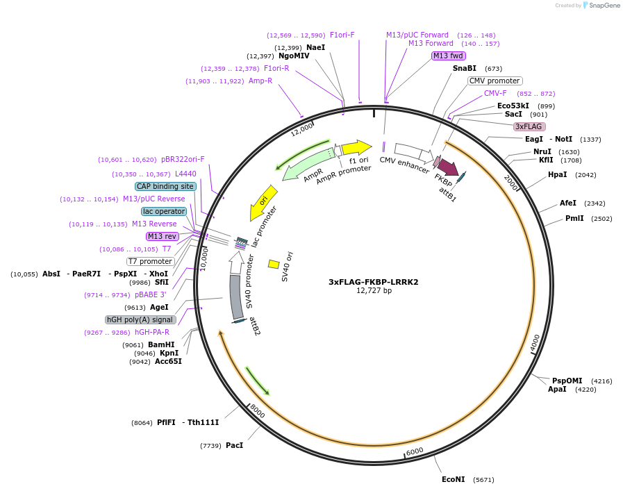 193584-plasmid-map-sequence-id-382170