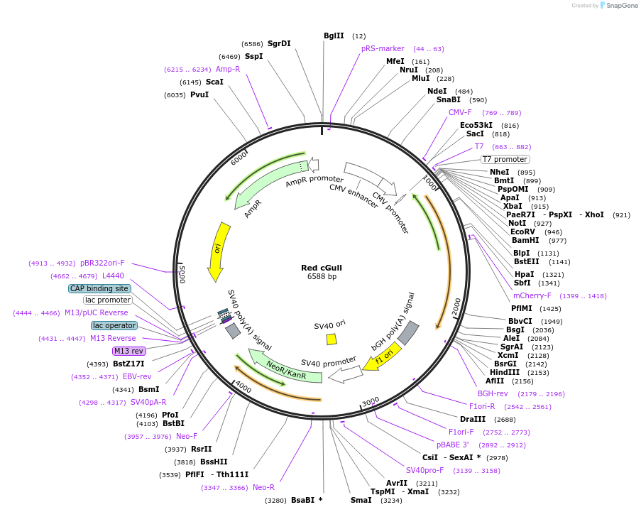 191853-plasmid-map-sequence-id-382189