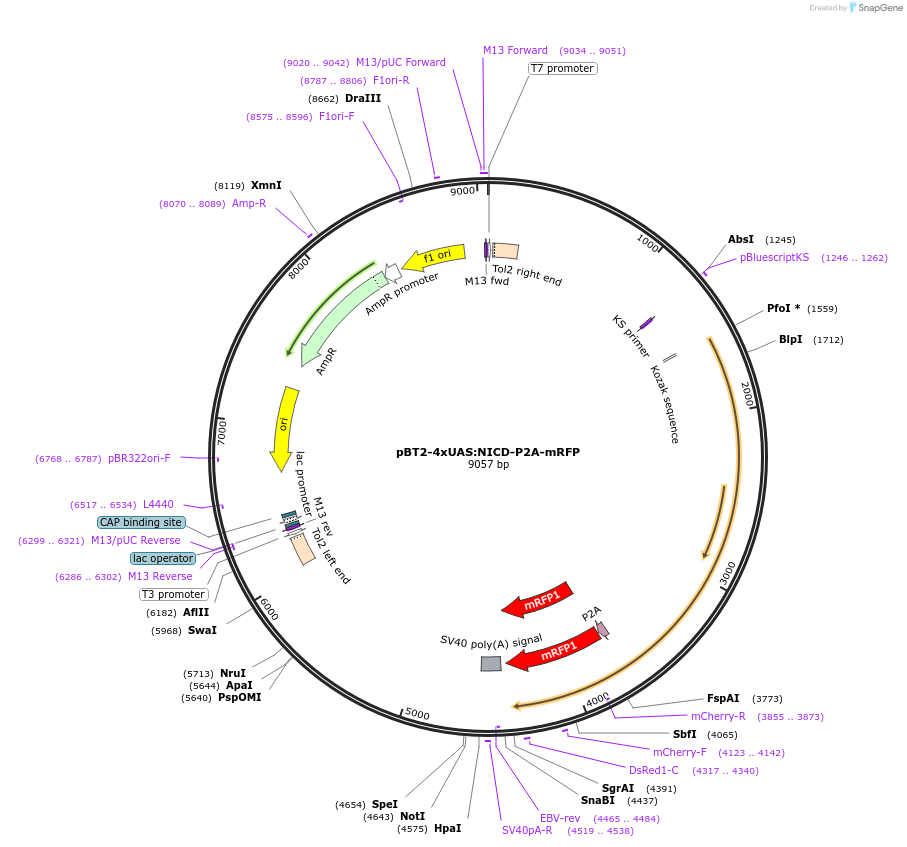 127594-plasmid-map-sequence-id-382208