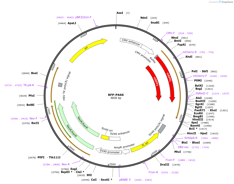 193971-plasmid-map-sequence-id-382243