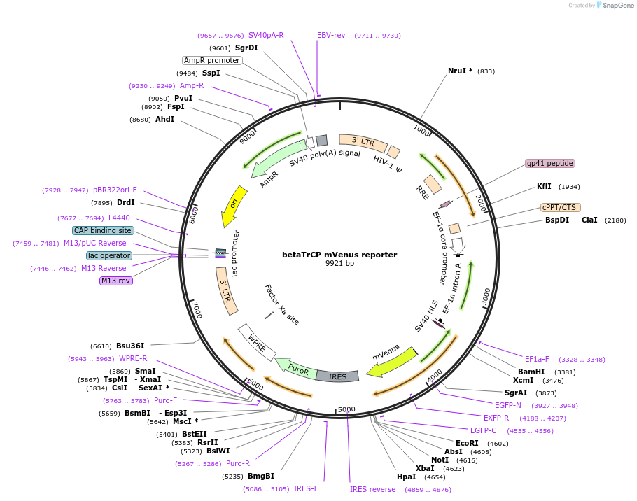 192458-plasmid-map-sequence-id-382258