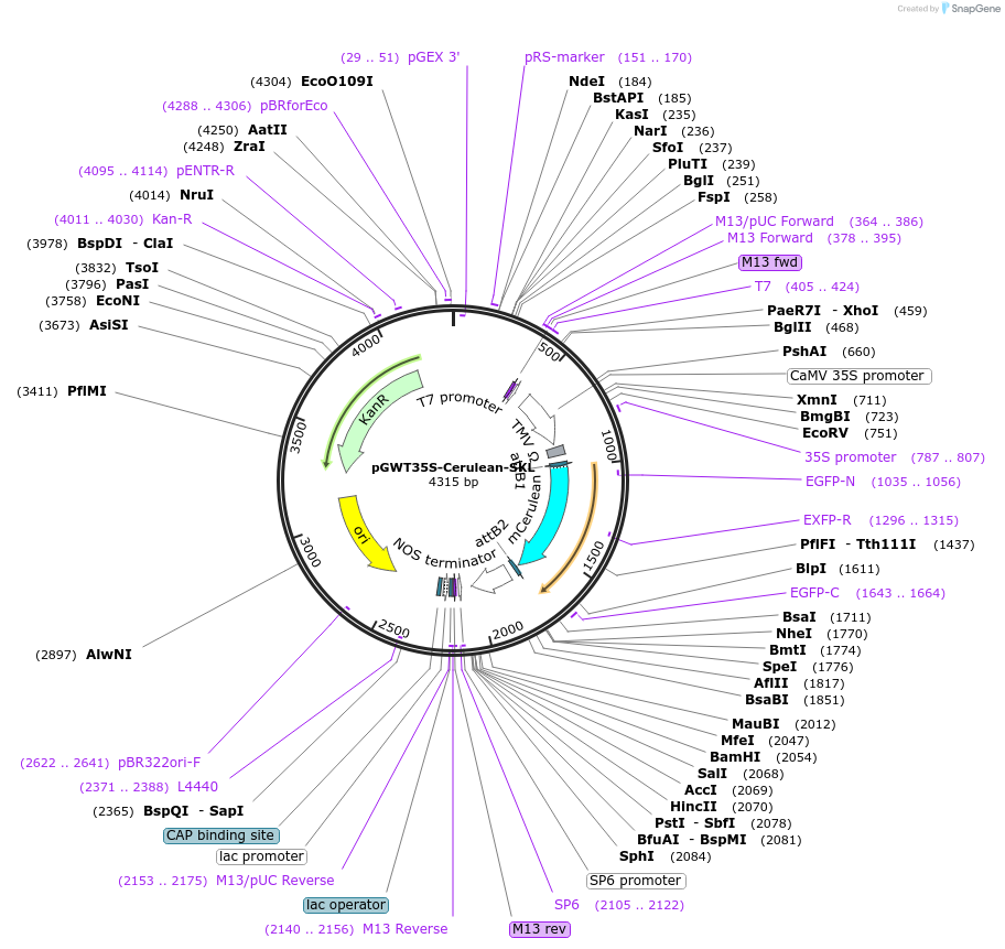 194048-plasmid-map-sequence-id-382261