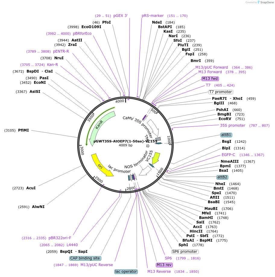 194046-plasmid-map-sequence-id-382264