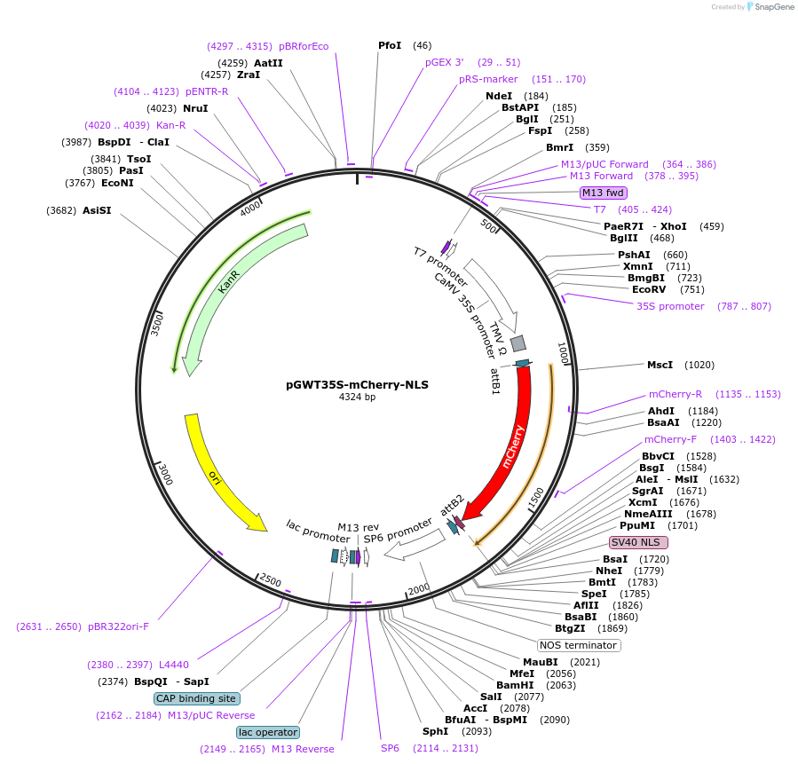 194049-plasmid-map-sequence-id-382265