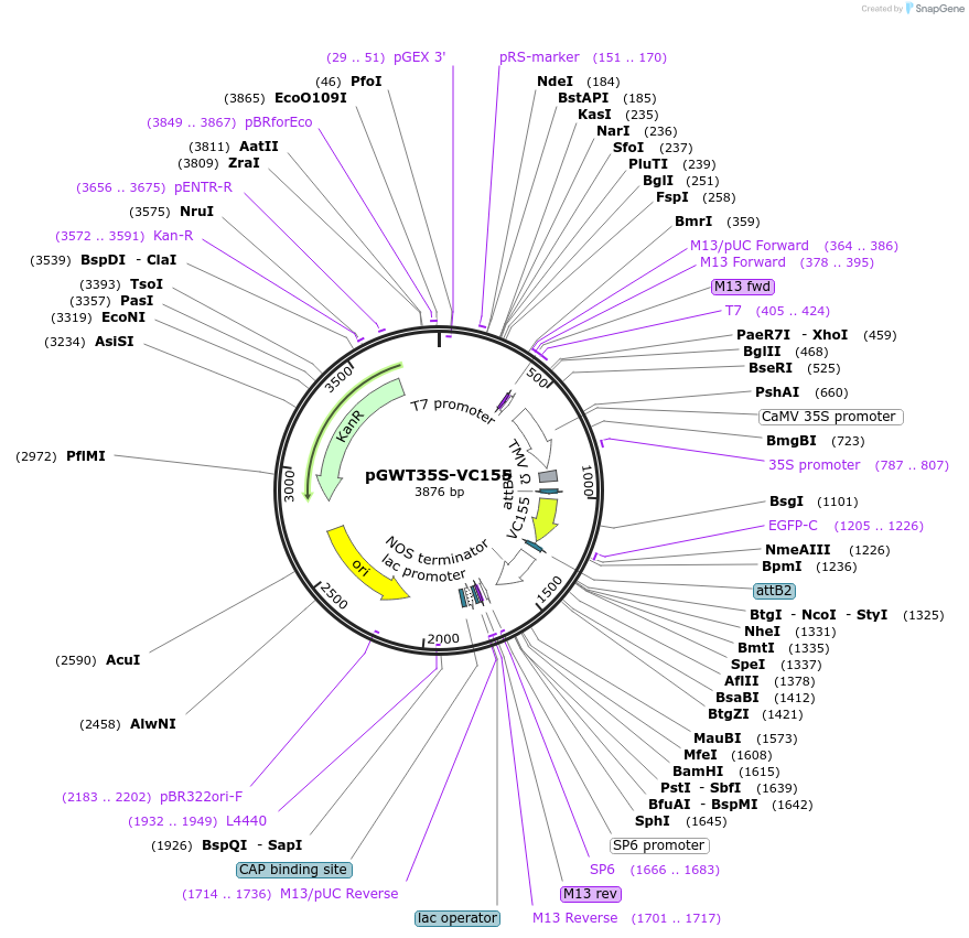 194051-plasmid-map-sequence-id-382266